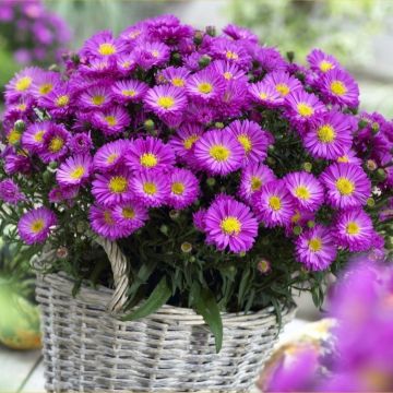 Michaelmas Daisy - Aster Rubin - PINK TOPAZ - Flowering Aster Plants
