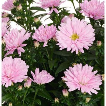 Aster novi-belgii Showmakers ‘Baby Pink’ – Michaelmas Daisy - Pack of FOUR Plants - In Bud & Bloom 