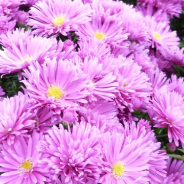 Aster dumosus Tonga - Michaelmas Daisy