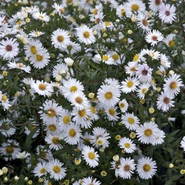 Aster White Ladies