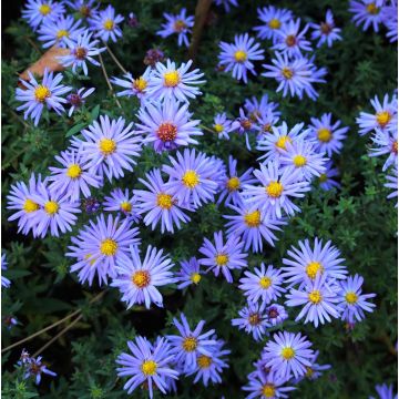 Aster novi belgii 'Lady in Blue'  - Michaelmas Daisy