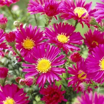 Aster novi-belgii 'Crimson Brocade'