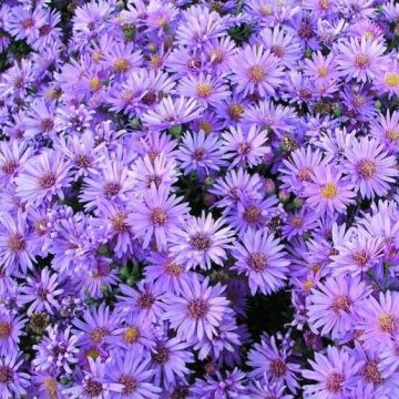 Aster Wood Purple