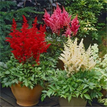 BULK PACK - Astilbe Collection - Pack of TEN Plants