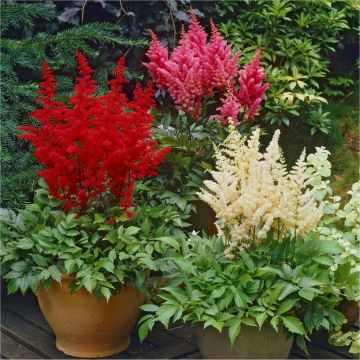 Astilbe Collection - Shades Mixture - Pack of FIVE Plants