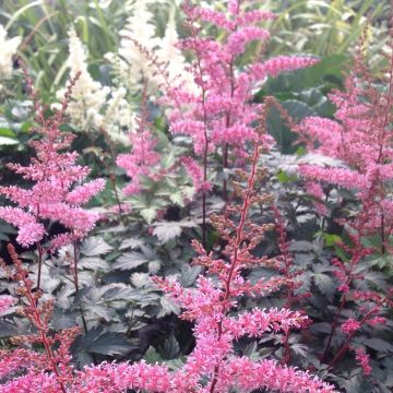 Astilbe Key West