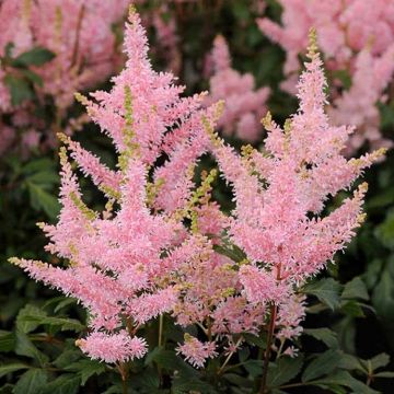 Astilbe Peach Blossom