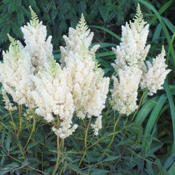 Astilbe Snowdrift