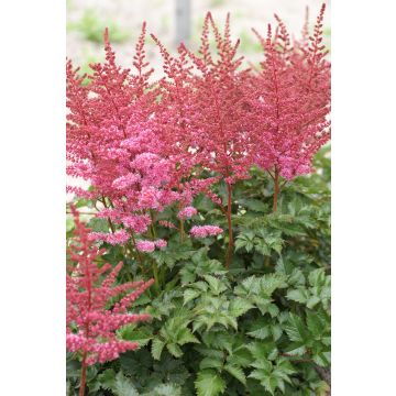 Astilbe chinensis Chocolate Cupcake - Pack of FIVE Bare root