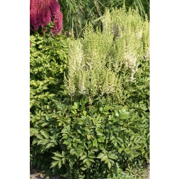 Astilbe chinensis Frosty Cupcake - Pack of FIVE Bare Root