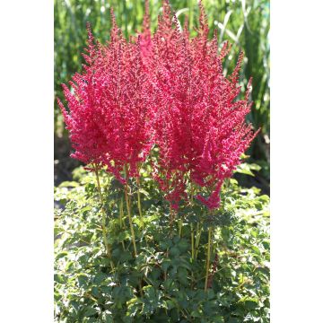 Astilbe chinensis Strawberry Cupcake - Pack of FIVE Bare root