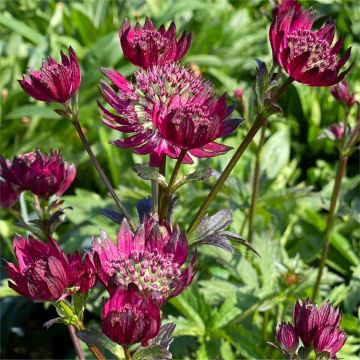 Astrantia major Burgundy Manor - Masterwort