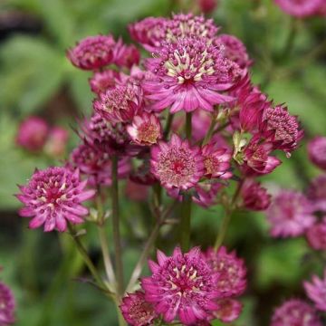 Astrantia Star of Beauty - Masterwort