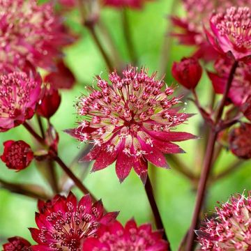 Astrantia major Star of Love - Pincushion Flower