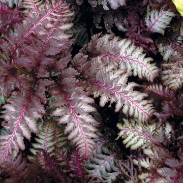 Athyrium niponicum Red Beauty - Japanese Painted Fern