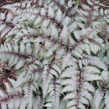 Athyrium niponicum pictum 'Silver Falls' - Painted Lady Fern