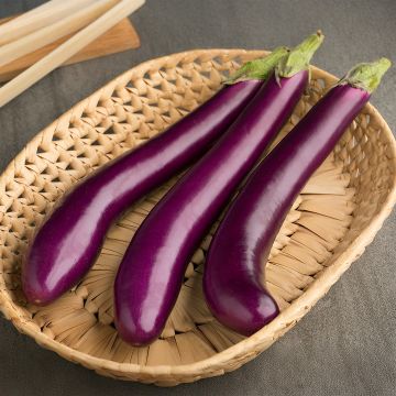 Aubergine Plant 'Italian Long Purple' Aubergine Plant 'Italian Long Purple'