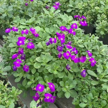 Aubretia gracilis In Bud & Bloom