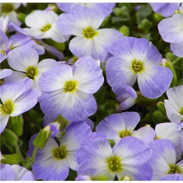 Aubretia gracilis Baby Blue Blush Bicolour - In Bud & Bloom