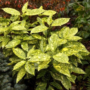Aucuba japonica Crotonifolia - Evergreen Japanese Variegated spotted Laurel