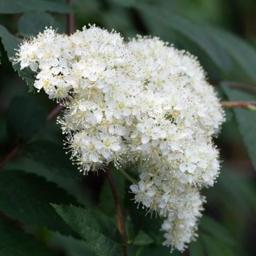 Sorbus aria 'Majestica' Whitebeam Tree 