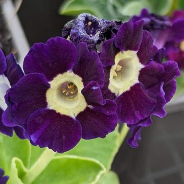 Primula auricula Vroni