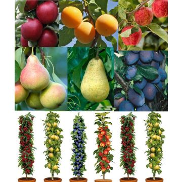 SPECIAL DEAL - Grow Your Own Fruit Trees - The Autumn Abundance Orchard Bundle - 5 Different Trees
