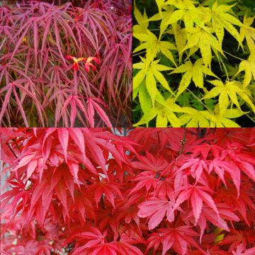 Amazing Acers - Autumn Colour Collection - Japanese Maples - THREE Varieties