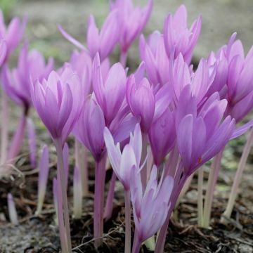 Colchicum 'The Giant' - Autumn Crocus Bulb