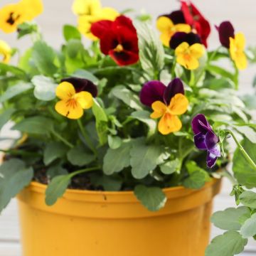 Flowering Viola - Autumn Fall - In Bud & Bloom