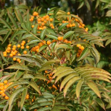 Sorbus Autumn Spire - Mountain Ash