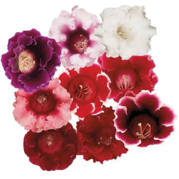 Gloxinia Plant - Sinningia Avanti Mix