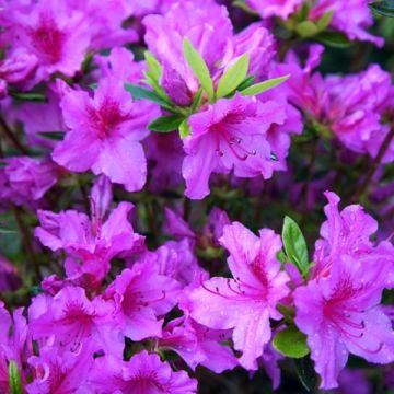 Azalea japonica Blue Danube - Flowering Evergreen Dwarf Rhododendron Plant