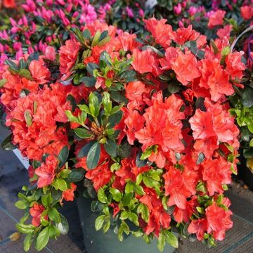 Azalea japonica 'Orange Beauty' - Evergreen Orange-Red Azaleas - Pack of THREE Plants