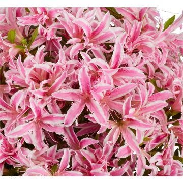 Azalea japonica 'Pink Spider' - Evergreen Azalea