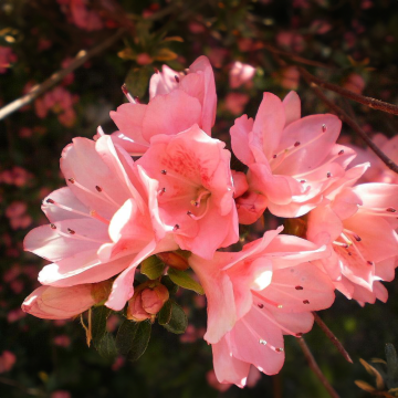 Azalea Japonica Blaauw's Pink - Dwarf Japanese Rhododendron-Evergreen