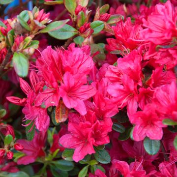 Azalea japonica Red Evergreen Japanese Azalea