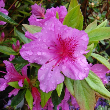 Azalea Japonica Herbert - Dwarf Japanese Rhododendron-Evergreen