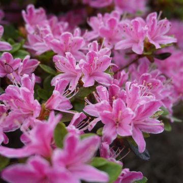 Azalea Japonica Kermesina - Dwarf Japanese Rhododendron-Evergreen