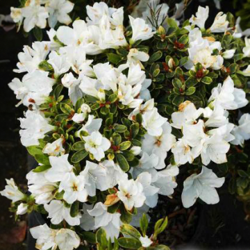 Azalea Japonica Mount Everest - Dwarf Japanese Rhododendron-Evergreen