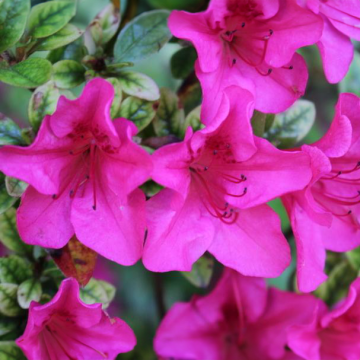 Azalea Japonica Vuyk's Scarlet - Dwarf Japanese Rhododendron-Evergreen