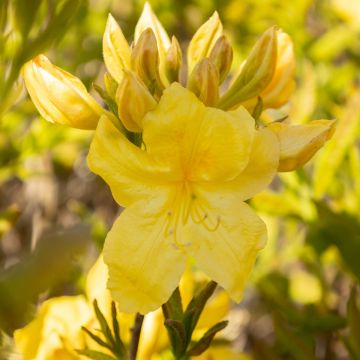 Azalea mollis Anneke - Knaphill Rhododendron