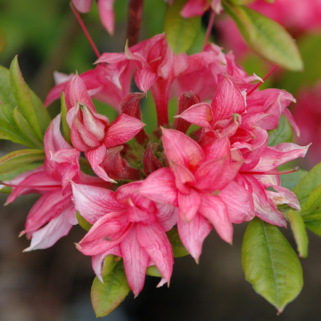 Azalea mollis Homebush - Knaphill Rhododendron