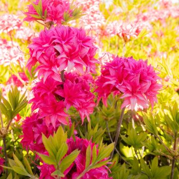 Azalea mollis 'Homebush' - Knaphill Rhododendron - 80-100cm