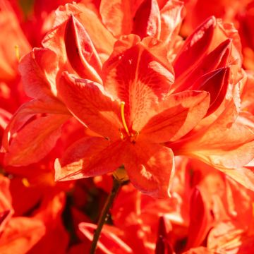  Azalea mollis 'Koster Brilliant Red' - Knaphill Rhododendron