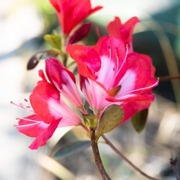 Azalea Rhododendron Encore 'Orange Crush'