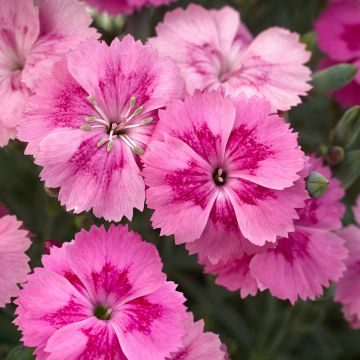 Dianthus Aztec Star