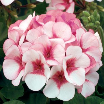Geranium Maverick Star - Pelargonium - Pack of 6