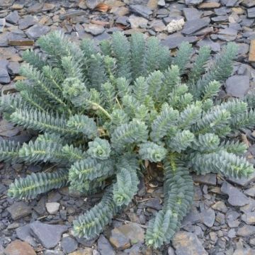 Euphorbia myrsinites - Euphorbia plants
