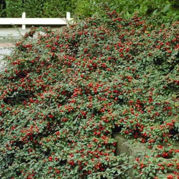 Cotoneaster Dammeri